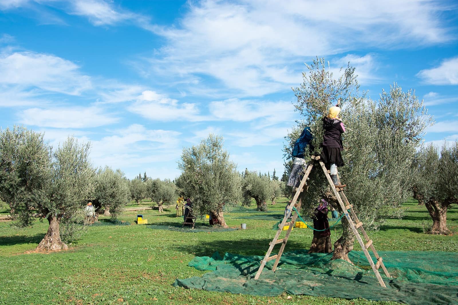 Cueillette des olives à l'échelle dans les champs du Sahel