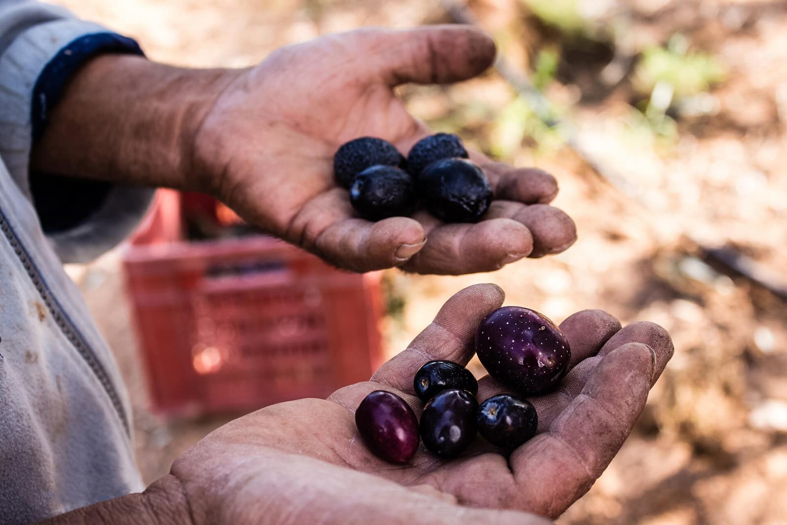 Mains ouvertes pleines d'olives fraîchement cueillies