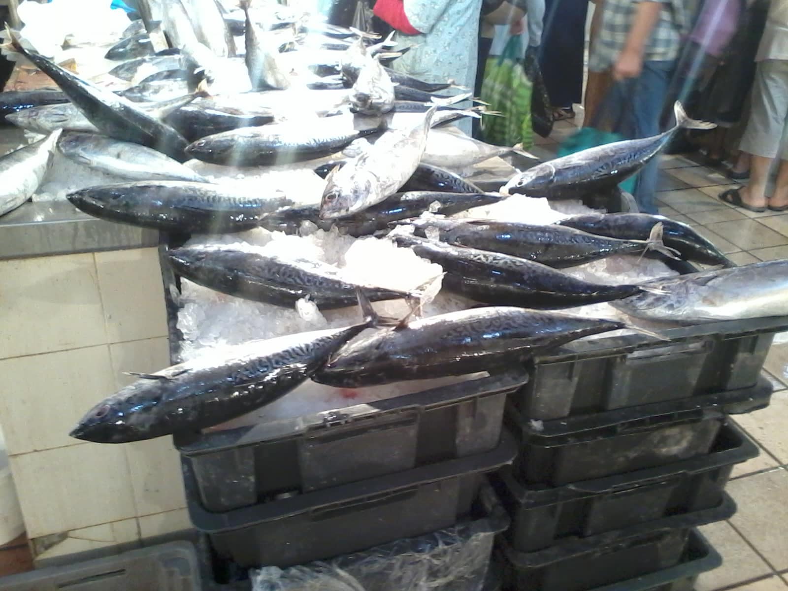 Étal de poissons frais au marché central, dorades et rougets sur la glace